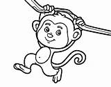 Monkey Coloring Hanging Branch Palm Colorear Coloringcrew Pages Color sketch template