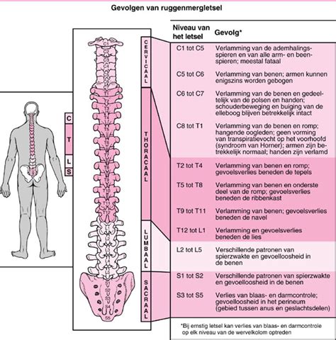 opbouw van de ruggenwervel rug hersenen zenuwbanen  lichtpuntje feetforward pinterest