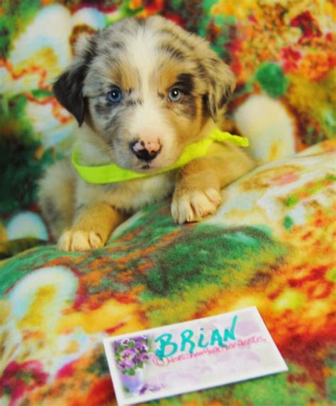 shamrock rose aussies update new pictures added of