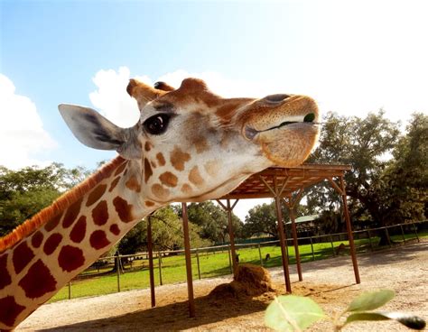giraffe ranch    reviews zoos  mickler dr dade city fl phone number