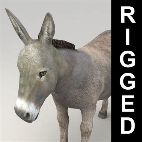 zipped donkey  model