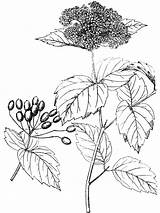 Viburnum Pubescens Adoxaceae sketch template
