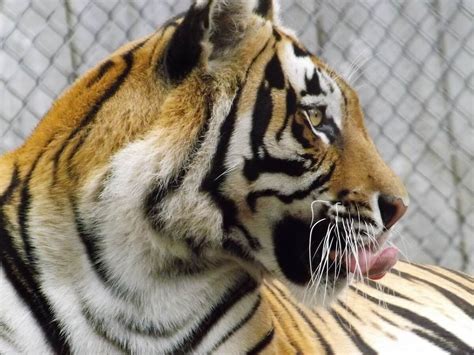 eu moet commerciele tijgerhandel niet langer toelaten animals today