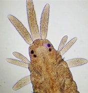 Afbeeldingsresultaten voor "procerastea Halleziana". Grootte: 176 x 185. Bron: www.aphotomarine.com