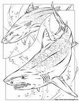 Haaien Kleurplaten Tigre Megalodon Requin Squalo Ausmalbilder Squali Coloriage Haie Rechini Kleurplaat Coloriages Desene Animaatjes Tiburon Imprimir Hugolescargot Sur Coloringhome sketch template