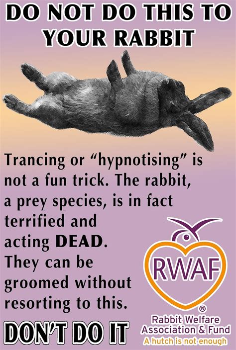 trancing rabbit welfare association and fund rwaf