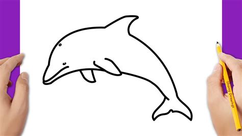 draw  dolphin easy drawings dibujos faciles dessins