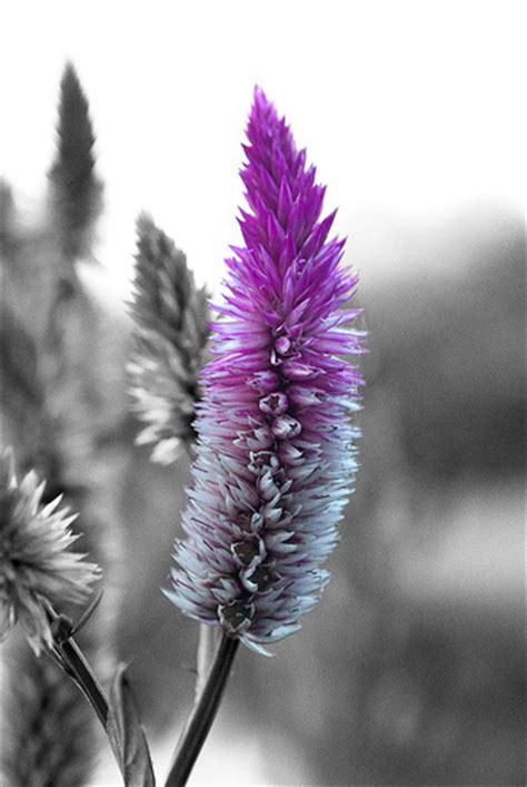 flower color splash photo  fanpop