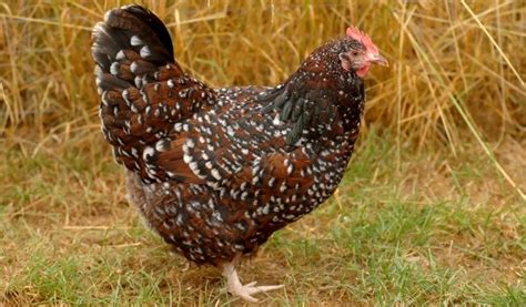 chickens odds farm park