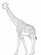 Giraffe Drawing Line Draw Cartoon Head Baby Drawings Pencil Realistic Animal Clipart Giraffes Simple Paper Animals African Coloring Sketches Body sketch template