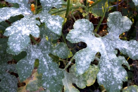 Powdery Mildew Garden Pests And Diseases Gardening Tips Thompson