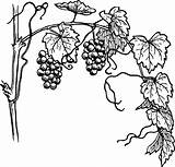 Grapes Drawing Easy Clipart Tree Library sketch template
