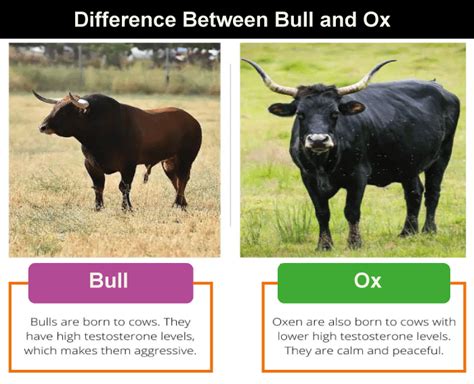 difference  ox  bull javatpoint