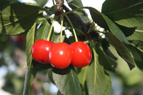 red berries edible   edible gettystewartcom