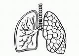 Respiratory System Coloring Clipart Library Lung Cliparts sketch template