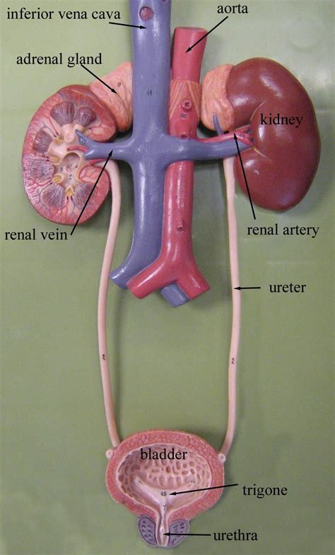Business And Industrial Zlf Human Urinary System Model Human Anatomical