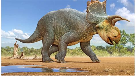 horned dinosaur species discovered  arizona wows paleontologists