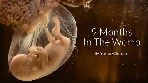 9 months in the womb a remarkable look at fetal development through