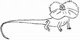 Lizard Frill Necked sketch template