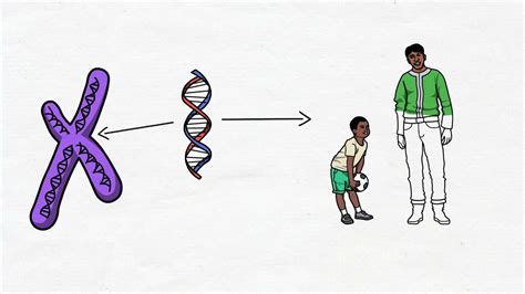 Importancia De Los Cromosomas Y Los Genes En La Herencia Biológica