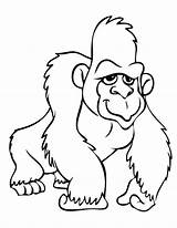Gorilla Gorille Gorillas Gorila Albumdecoloriages Chimpanzee 搜尋 Dessins sketch template