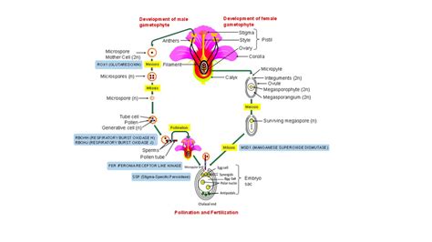 structure of reproductive organs and the sequence of events involved in download scientific