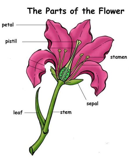 ideas  parts   flower  pinterest plant parts diagram   flower