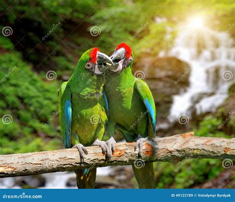 parrot  tropical waterfall background stock image image  colour closeup