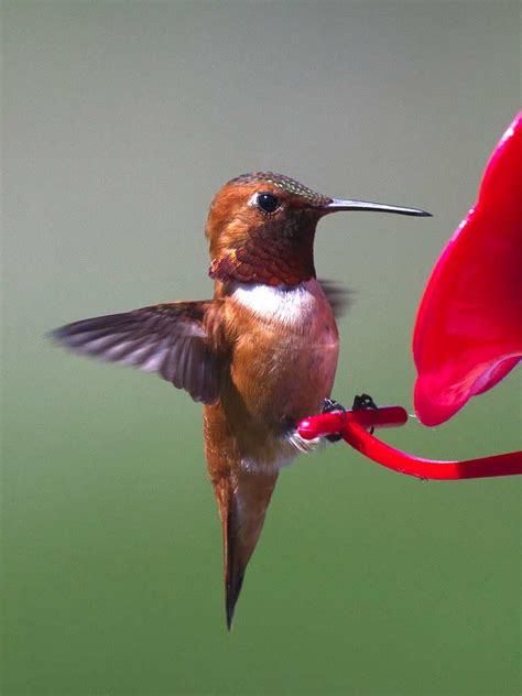 rufous hummingbird ebirdr