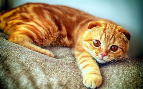 ginger cat hd wallpapers ginger cats cat scottish fold cats