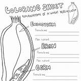 Coloring Kernel Anatomy Vigil Raquel Authored sketch template