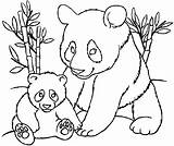 Coloring Pandas Pages Kids Cute Print Animals Children sketch template