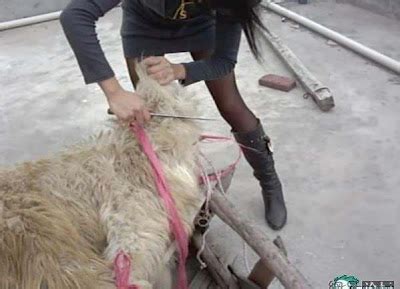 traveled china beautiful girls killing sheep