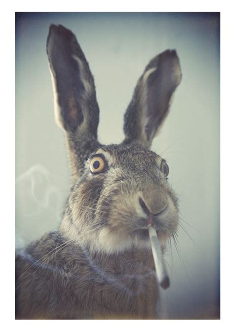 82 Best Images About The Bunny Hop On Pinterest Happy