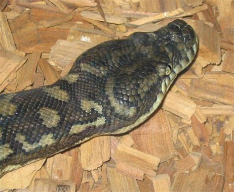 carpet python morelia spilota