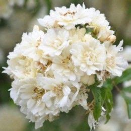 trinitarias egrow pcspack white japanese lilac seeds white japanese