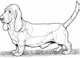 Coloring Pages Dog Hound Dogs Bassett Printable Basset Lab Adult Breed Breeds Colouring Color Sheets Difficult Wiener Animal Clipart Pound sketch template
