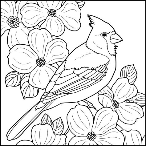 bird coloring pages coloring books bird drawings animal drawings