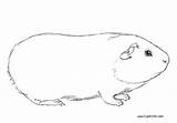 Pig Guinea Coloring Pages Adult Template Line Sketch sketch template