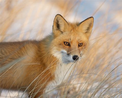 fields   thursday poem straight talk  fox