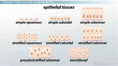 epithelial connective skeletal ms frost a world of biology