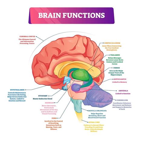 brain functions vector illustration labeled explanation organ parts scheme bra sponsored