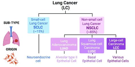 Classification Of Lung Cancer Lung Tumors Are Divided Into Two Main