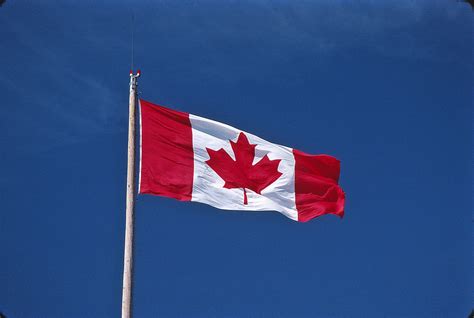 canadian flags  photo  freeimages
