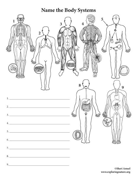 body systems labeling