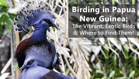 Birds Of Paradise Png Birding Tips Birding Tours About Papua New