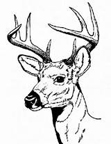 Deer Coloring Pages Hunting Buck Adult Male Cute Baby Adults Drawing Antler Color Drawings Printable Sharp Print Hartshorn Getcolorings Sun sketch template