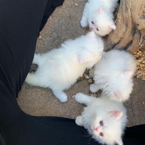 teacup persian kittens  sale united states pets
