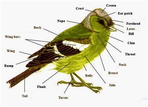 bird external anatomy ornithology