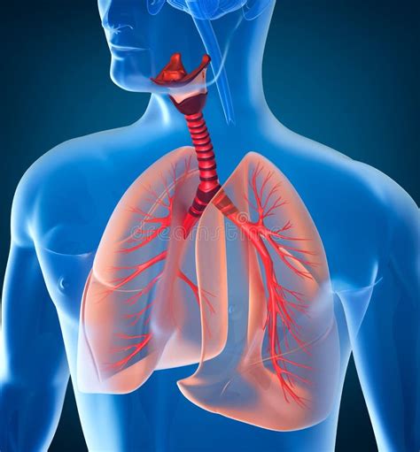 anatomia dellapparato respiratorio umano illustrazione  stock illustrazione  salute cura